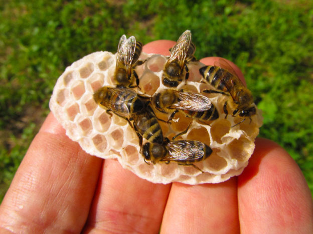 Chemical Use and the Future of Beekeeping