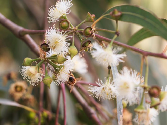 The Relationship Between Insects and Herbs