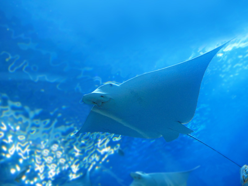 How Are “Fermentation” and “Decay” Different?