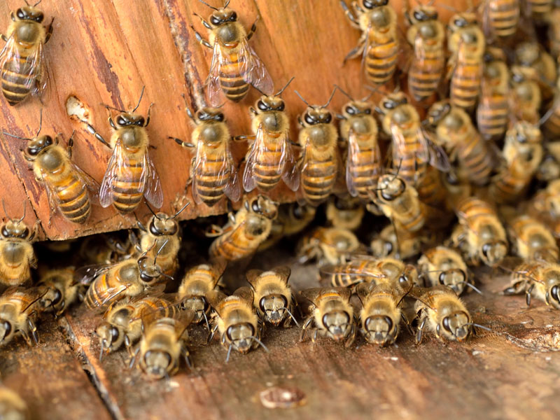 Rainy Days and Honey Bees