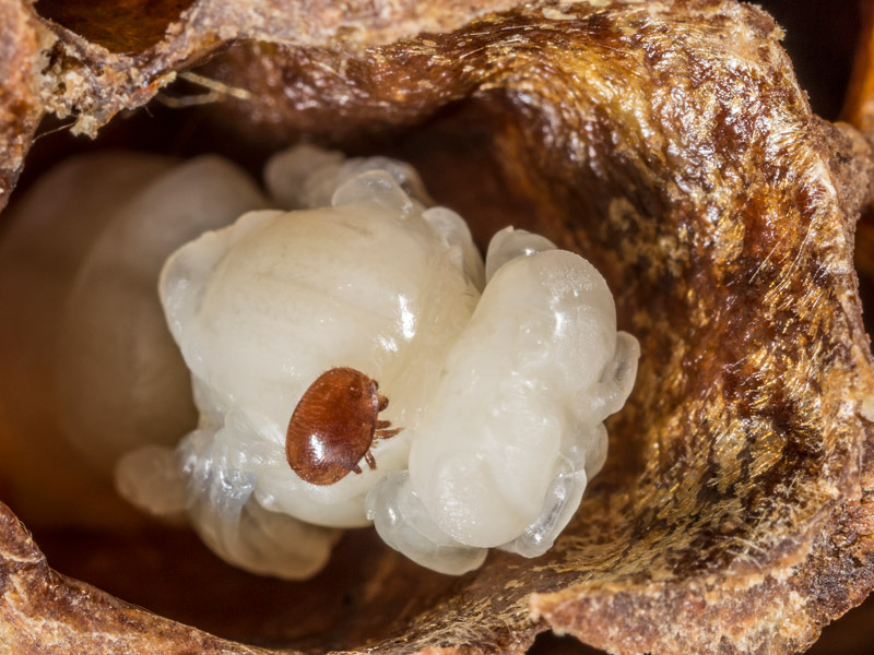 The Ecology of Varroa destructor