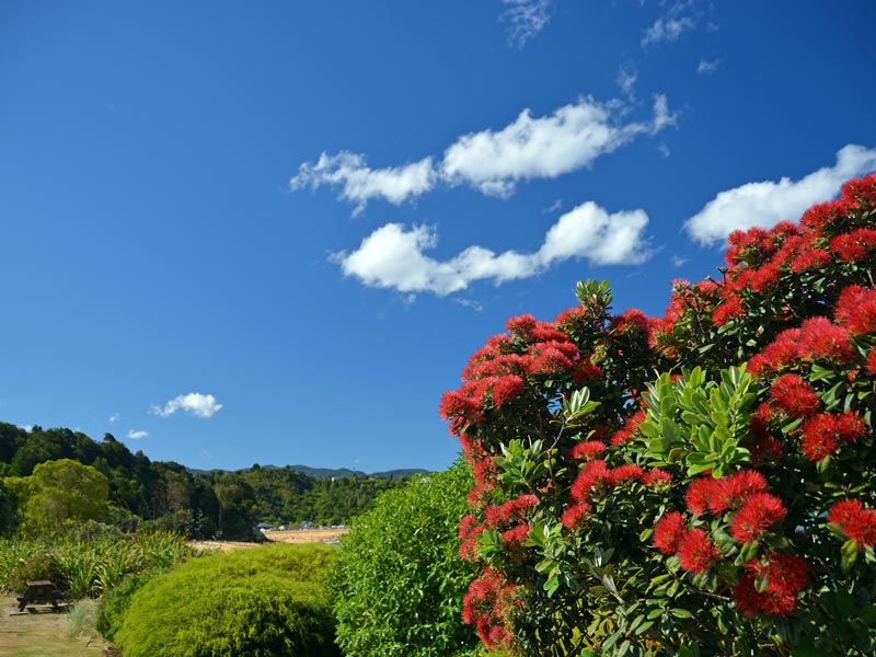 Making Dried Cod (Part 1)