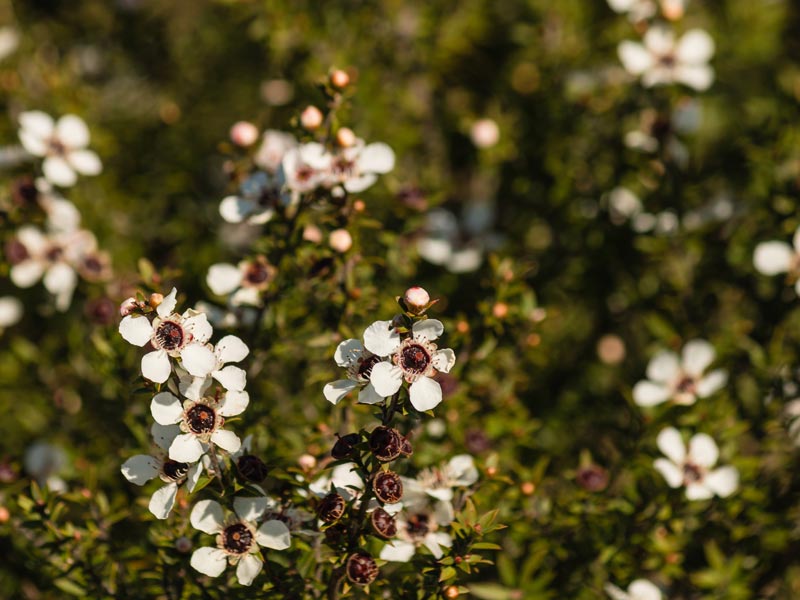 Making Dried Cod (Part 2)