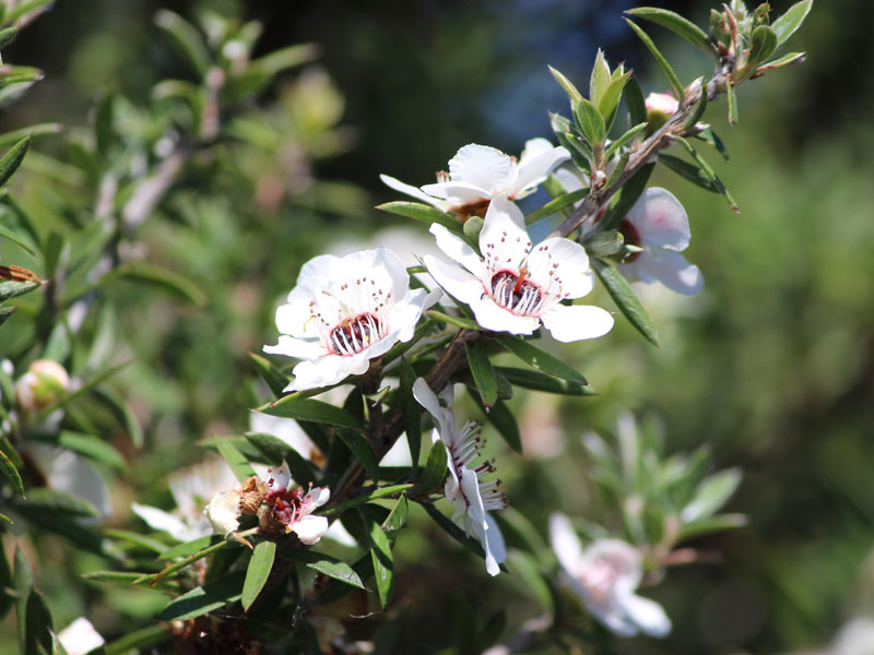 About Antimicrobial Resistance (AMR) – Part 2