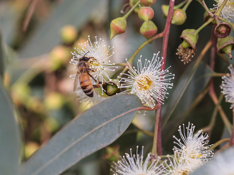 Pneumonia and Antibiotics - Part １