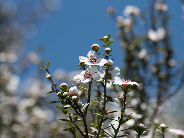 What Can Be Expected from Natural Active Substances