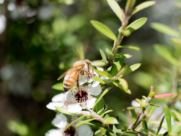 The Export and Reality of Manuka Honey