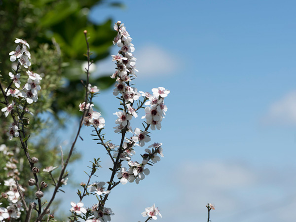 Information Manupulation of Manuka Honey