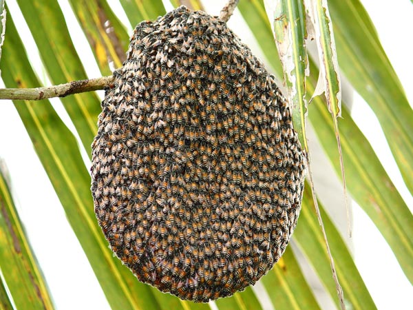 The Arrival of Swarming Season Again - Part 2