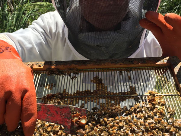 Removal of Queen Cells