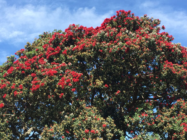 The Pohutukawa Tree