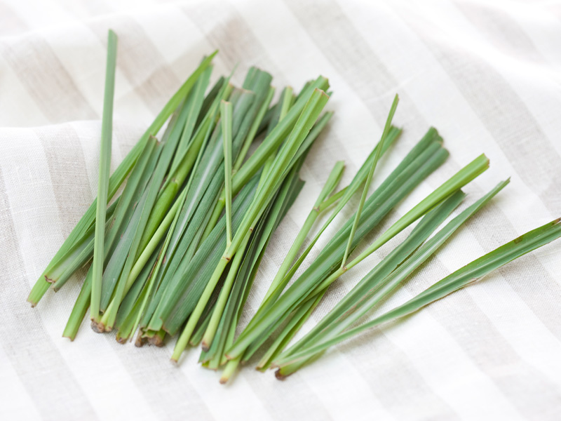 Insect Repellent Spray with Natural Herbs